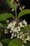 Poke milkweed